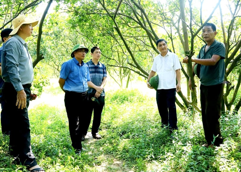 Lãnh đạo Chi cục Trồng trọt và Bảo vệ thực vật tỉnh cùng các chuyên gia kiểm tra vườn cam bị vàng lá, thối rễ tại huyện Bắc Quang.
