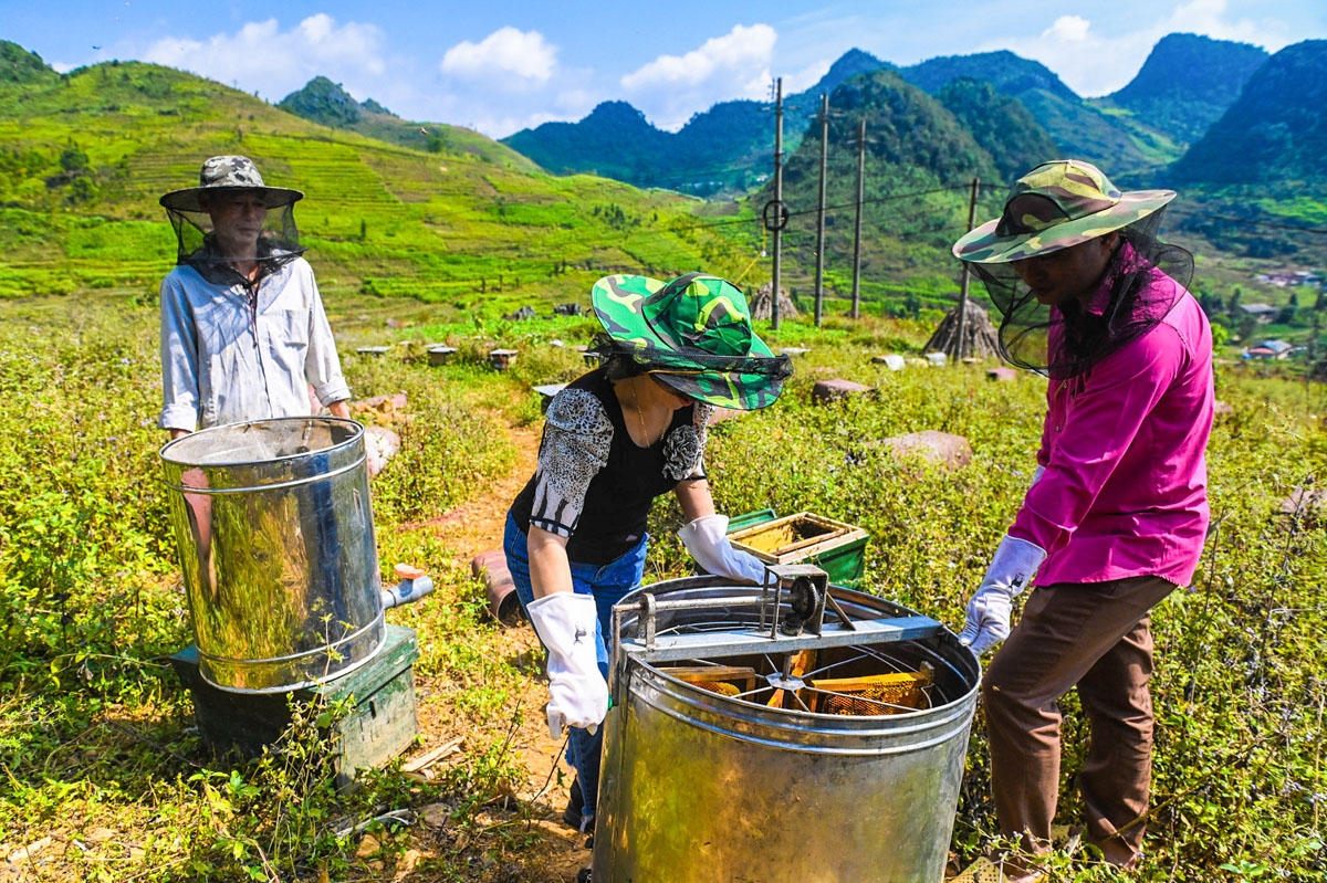 Chị cho biết, khó khăn của công việc này là chăm nuôi ong vào mùa Đông, khi nhiệt độ thời tiết khắc nghiệt, ong giống sẽ bị bệnh và chết nhiều nếu không biết cách chăm. Thêm nữa, cây Bạc hà phát triển phụ thuộc lớn vào điều kiện khí hậu. Có năm được mùa, hoa nở nhiều thì sẽ thu hoạch được lượng mật cao nhất khoảng 4.000 lít, doanh thu được khoảng 2 tỷ đồng. 