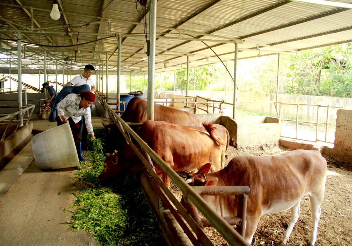 Phát triển chăn nuôi bò hàng hóa tại HTX Cát Lý, xã Thuận Hòa (Vị Xuyên). 