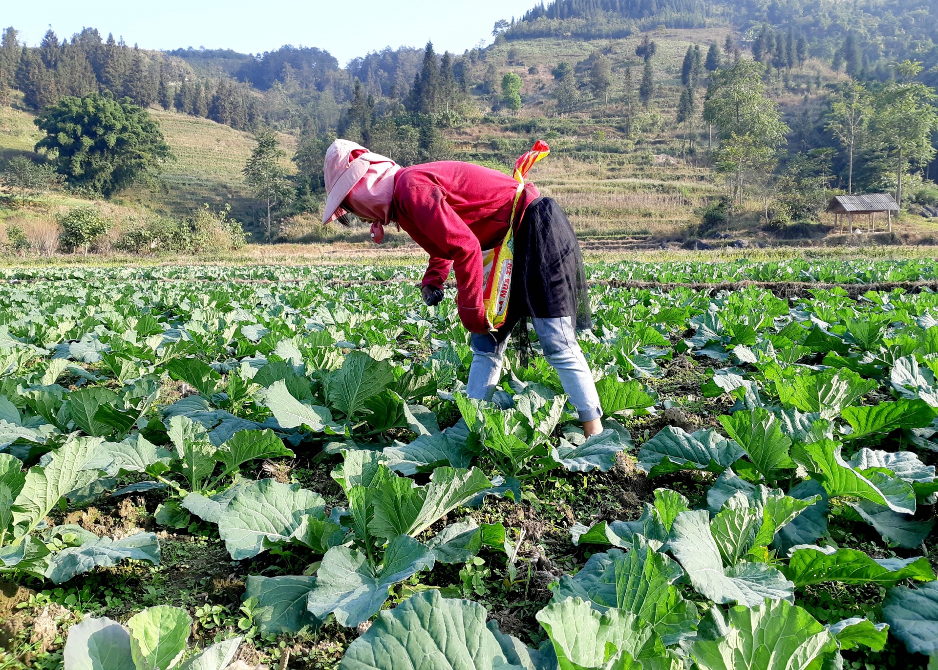 Chị Giàng Seo Mỷ, thôn Nàn Ma, xã Nàn Ma chăm sóc ruộng Bắp cải.