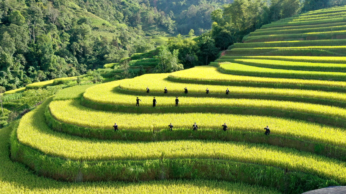 Hoàng Su Phì – điểm đến ngắm mùa lúa chín đẹp nhất nhì vùng Tây bắc. Ảnh: Bằng Lang