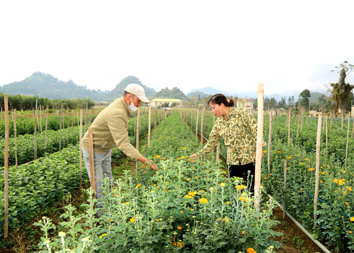 Vườn hoa Cúc vàng của hộ anh Nguyễn Duy Hùng, thôn Bó Lách, xã Quyết Tiến (Quản Bạ).  