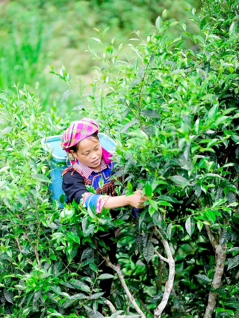  Người dân Hoàng Su Phì thu hái chè Shan tuyết.                        Ảnh: CTV