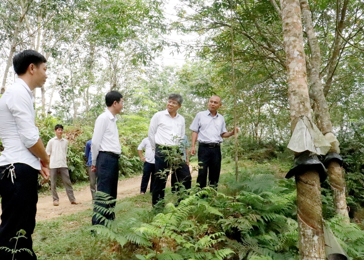 Chủ tịch HĐQT Tập đoàn Công nghiệp Cao su Việt Nam Trần Công Kha kiểm tra tình hình phát triển cây cao su tại xã Vô Điếm, huyện Bắc Quang