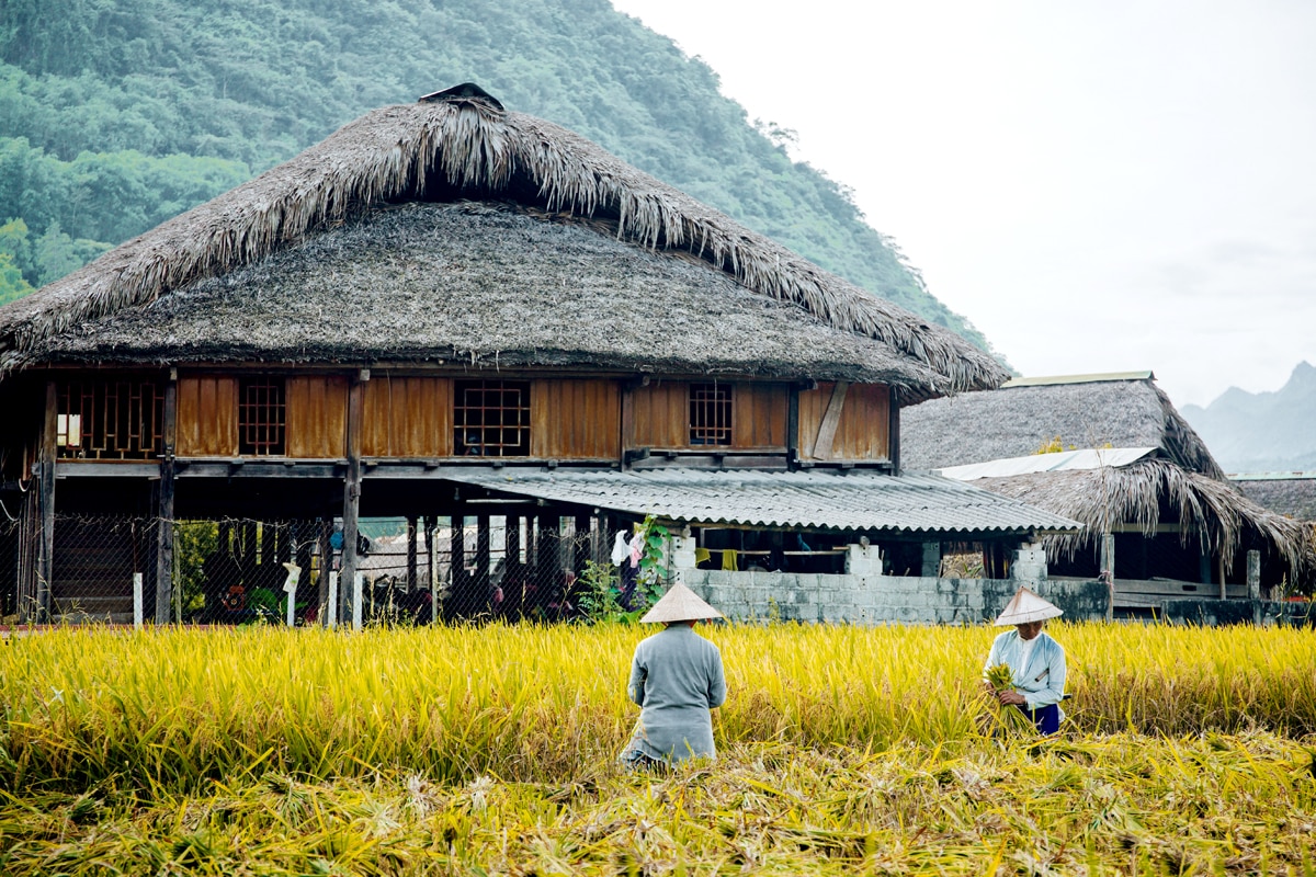 Bên cạnh những nếp nhà sàn truyền thống của người Tày, những người nông dân đang hăng say lao động.