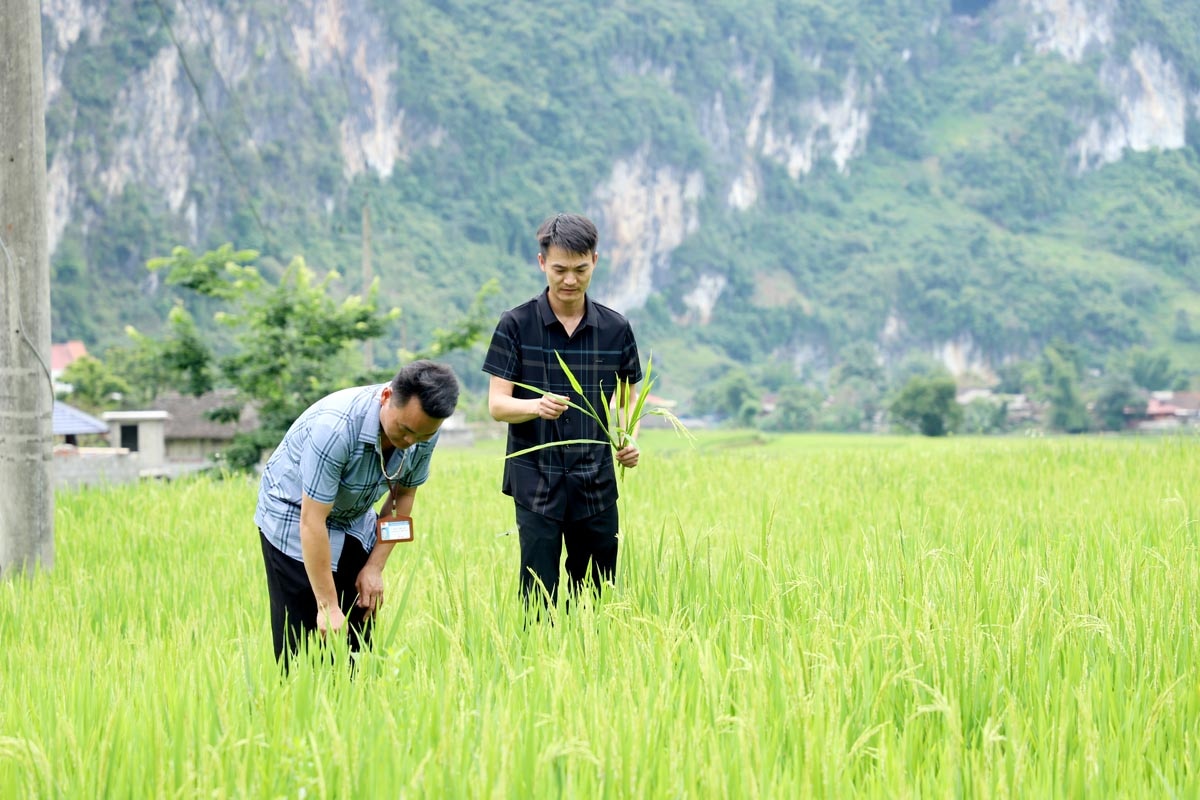 Cán bộ xã Ngọc Long (Yên Minh) kiểm tra tình hình sâu bệnh trên cây lúa.
						Ảnh: DUY TUẤN
