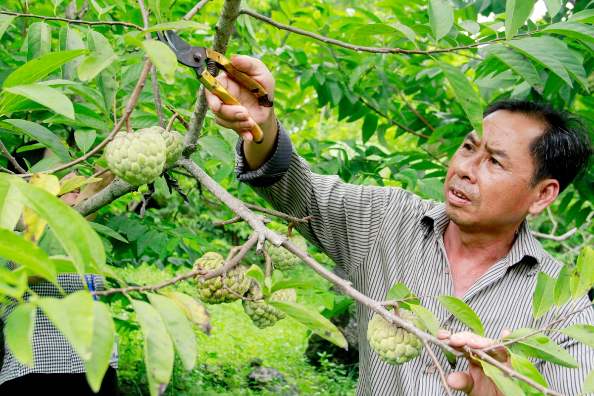 Na được chăm sóc, tỉa cảnh đúng thời điểm giúp kéo dài thời gian thu hoạch, quả to, chất lượng.