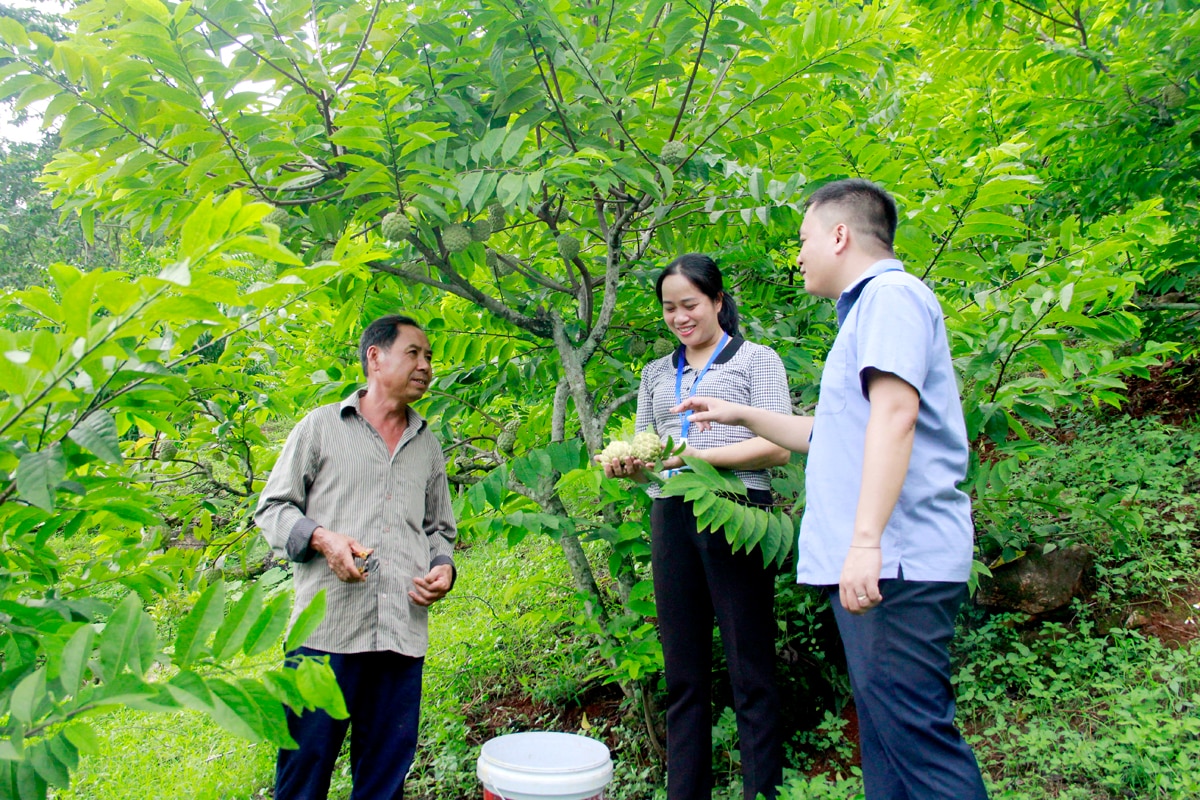 Tổ hội nghề nghiệp trồng na phường Quang Trung được thành lập từ năm 2017, đến nay có 62 hội viên; các thành viên chi hội đoàn kết, chia sẻ kinh nghiệm trồng, chăm sóc na, giúp người trồng na nâng cao thu nhập.