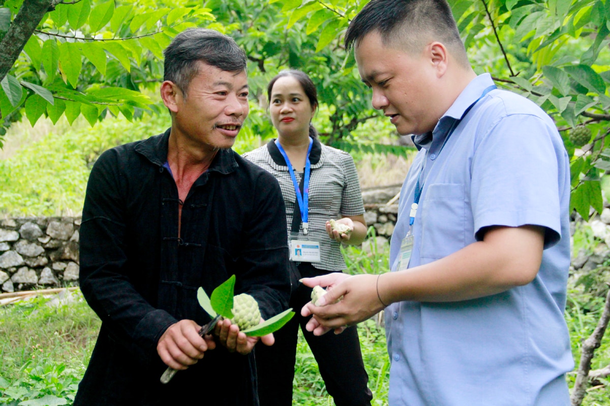 Nhờ áp dụng khoa học kỹ thuật trồng và chăm sóc, xây dựng vườn na mẫu, năm nay vườn na của ông Mạc Đức Quý, tổ 8 kéo dài thời gian thu hoạch đến gần 3 tháng, tránh được tình trạng na chín rộ một thời điểm, bị ép giá, giúp gia đình ông duy trì nguồn thu nhập ổn định.