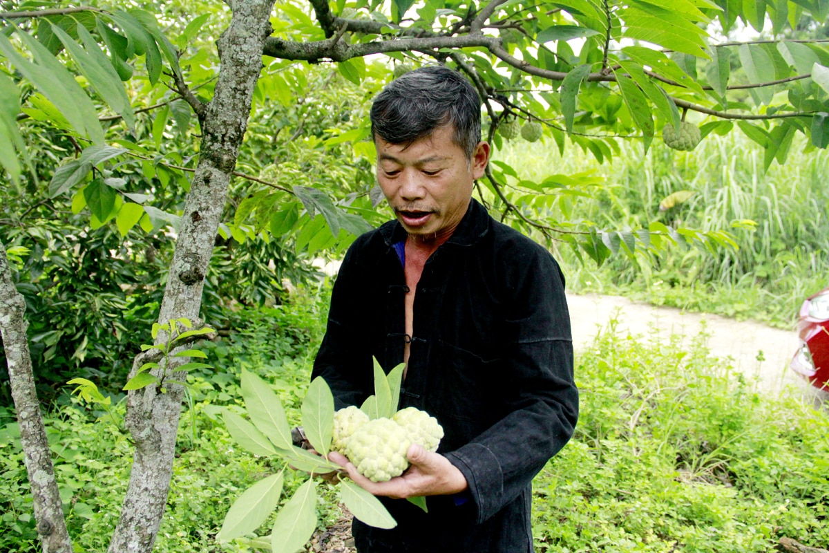 Vụ na năm nay, với trên 1000 gốc na cho thu hoạch kéo dài, gia đình ông Mạc Đức Quý thu nhập trên 300 triệu đồng.