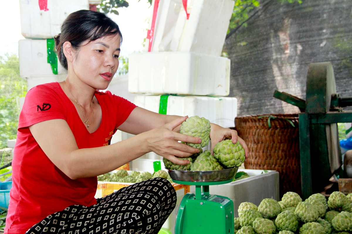 Na được người dân phân loại trước khi bán, những quả na to, đều mắt được bán với giá 90 - 100.000 đồng/kg. Những quả na nhỏ hơn được bán theo giá giảm dần.