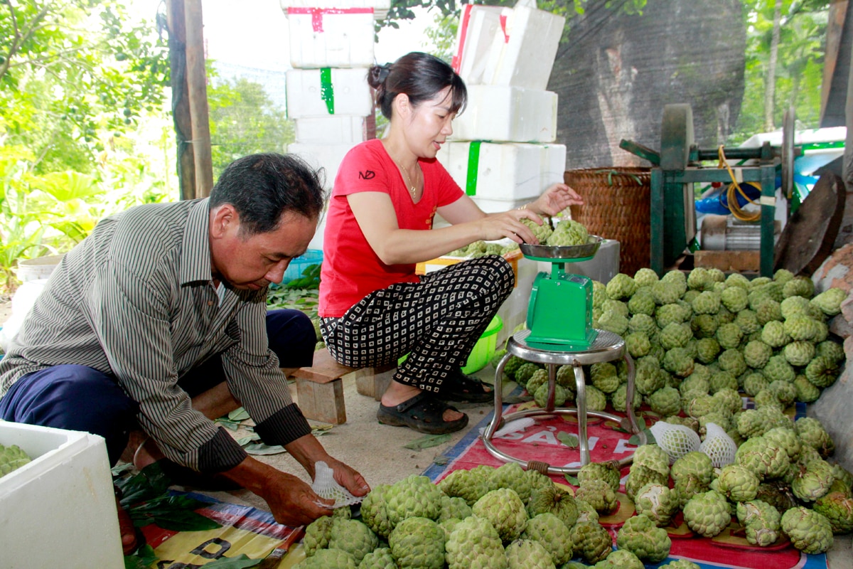 Năm nay, na được mùa, sản lượng thu hoạch khoảng 100 tấn, với giá bán trung bình 50.000 - 60.000 đồng/kg, tổng doanh thu ước đạt gần 6 tỷ đồng, đạt trên 120% so với năm 2023.