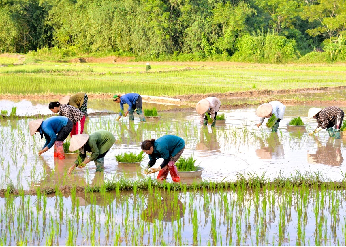 Bà con nông dân thôn Thượng, xã Bằng Lang (Quang Bình) cấy lúa vụ Hè -Thu.
