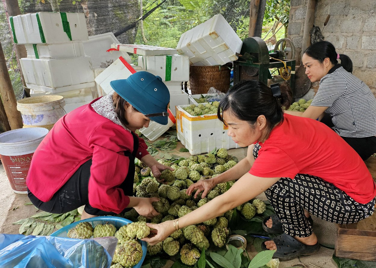 Gia đình chị Trần Thị Hương, tổ 8, phường Quang Trung phân loại na để bán ra thị trường