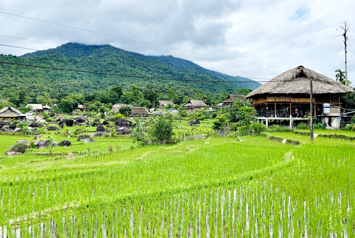 Diện tích lúa Mùa tại xã Phương Độ (thành phố Hà Giang) sinh trưởng, phát triển tốt.
