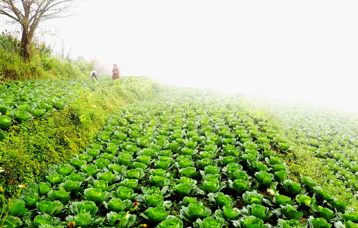 Mô hình trồng rau chuyên canh ở xã Thàng Tín (Hoàng Su Phì). Ảnh: PV