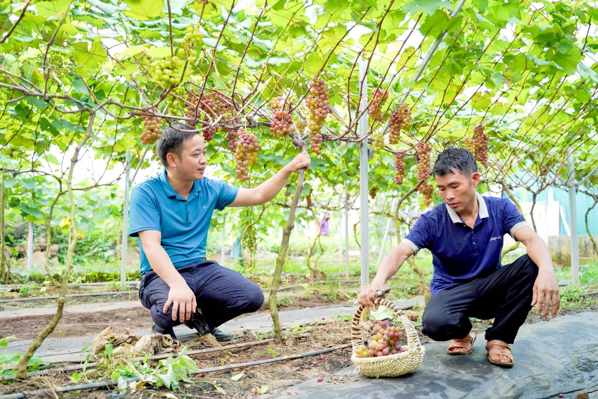 Cán bộ UBND xã Lùng Tám hỗ trợ người dân kỹ thuật trồng và chăm sóc nho Hạ đen.