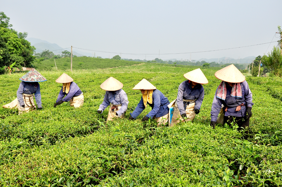 Công nhân Công ty Cổ phần Chè Hùng An thu hái chè nguyên liệu.