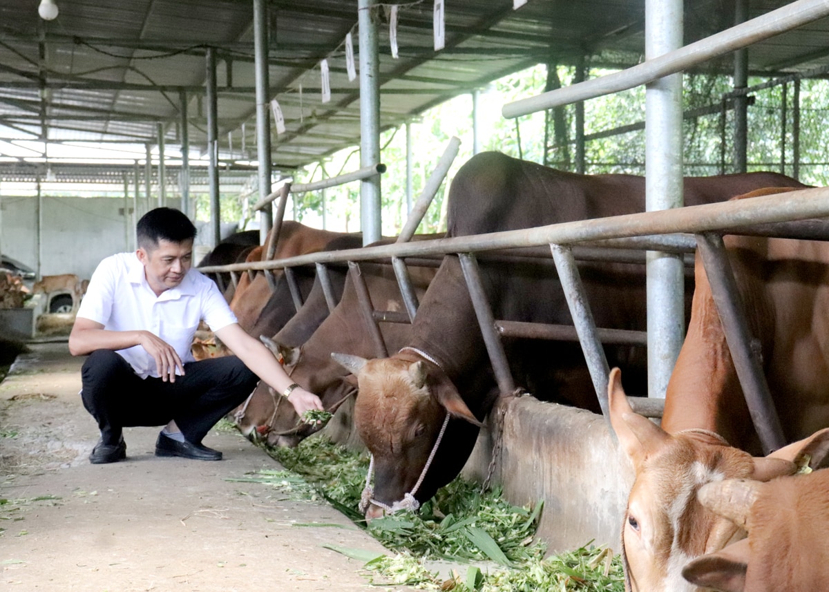 HTX Cát Lý được thành lập từ tháng 3.2022 với ngành nghề kinh doanh chính là nuôi bò thịt, giết mổ, sơ chế các sản phẩm từ thịt bò. Hiện tại, HTX có 1 trang trại chăn nuôi bò vàng theo quy trình khép kín với quy mô trên 100 con tại thôn Mịch B, xã Thuận Hòa; 1 cơ sở giết mổ, sơ chế và chế biến các sản phẩm từ thịt. Trung bình mỗi ngày, HTX xuất bán, giết mổ trên 3-10 con bò (tùy từng đơn hàng).