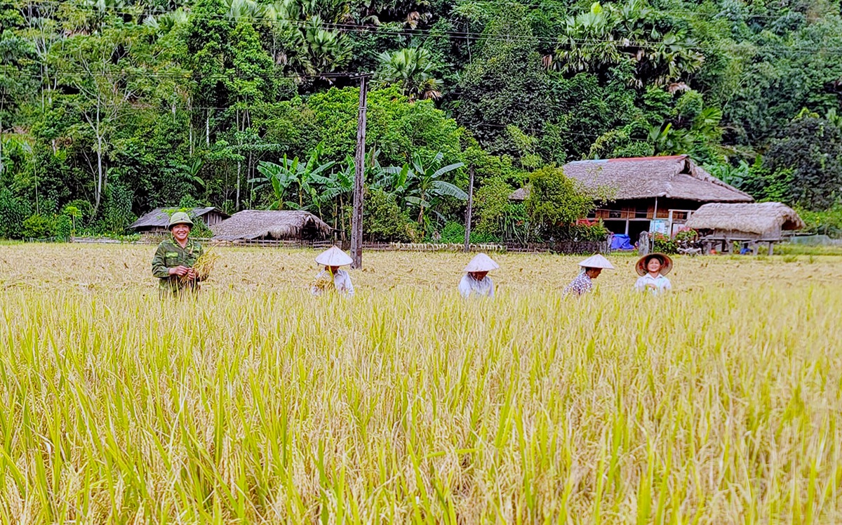 Tranh thủ thời tiết nắng ráo, bà con nhân dân xã Quảng Nguyên (Xín Mần) ra đồng thu hoạch lúa vụ Mùa. 	