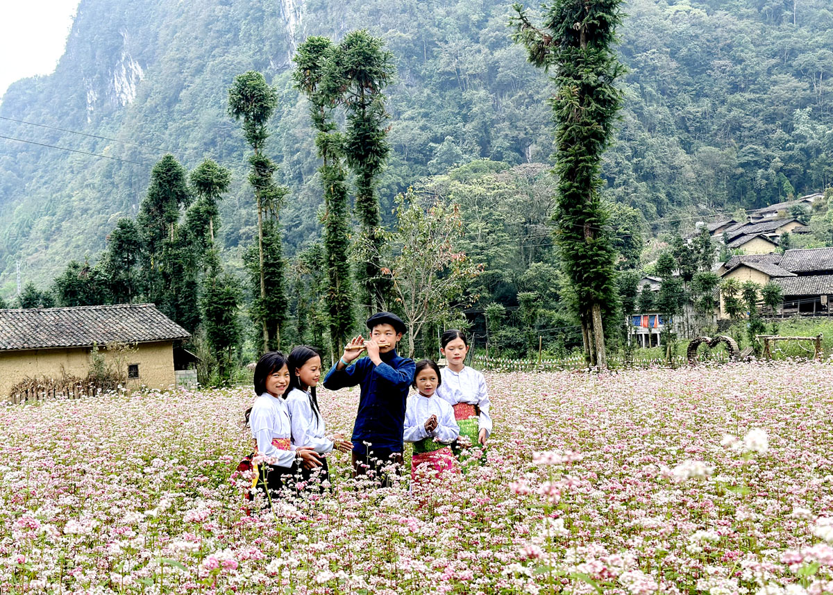 Thời điểm hiện tại, hoa Tam giác mạch đang bắt đầu khoe sắc trên Cao nguyên đá.
