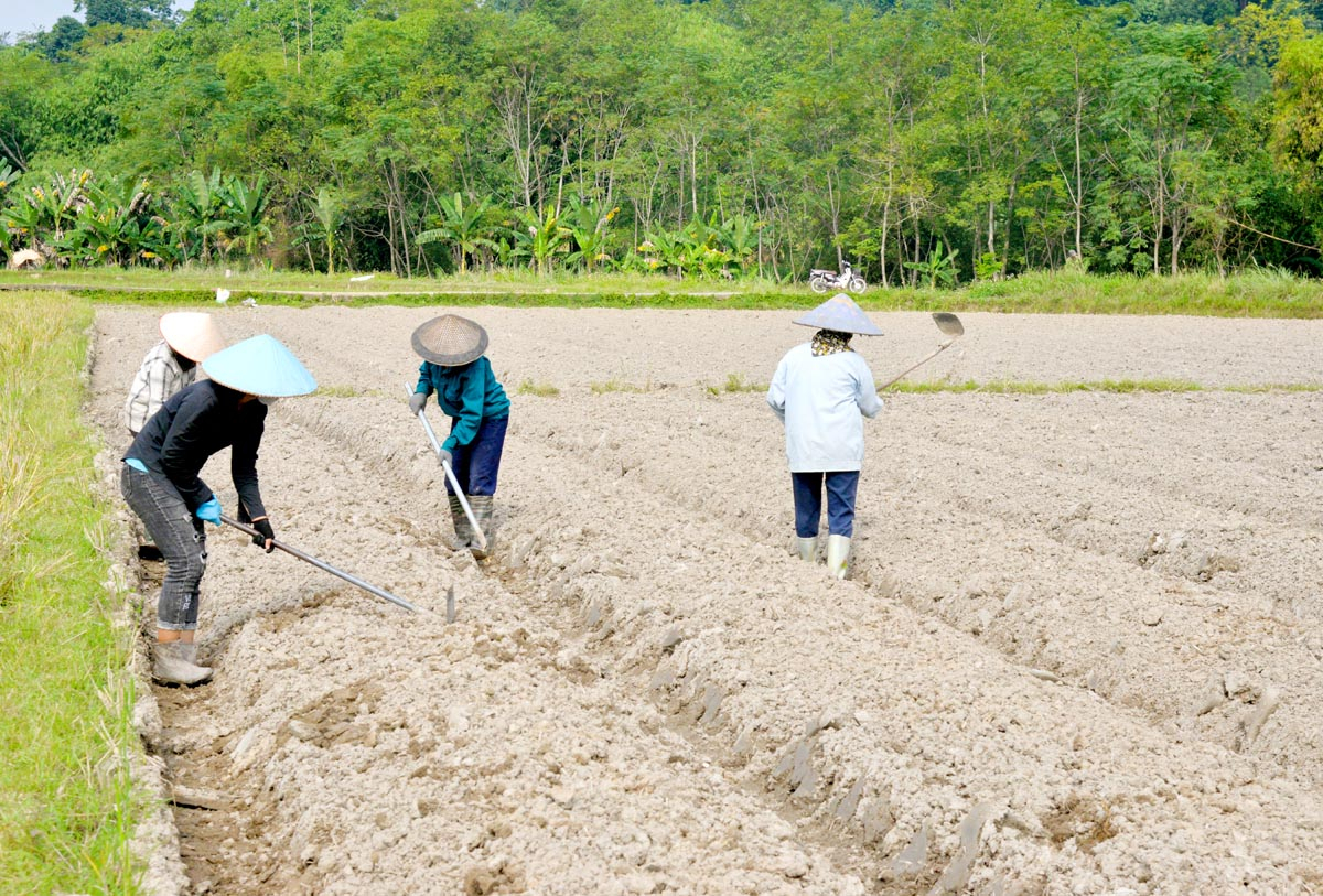 Người dân thôn Hạ Thành, xã Bằng Lang làm đất trồng khoai tây lòng vàng theo hình thức liên kết.