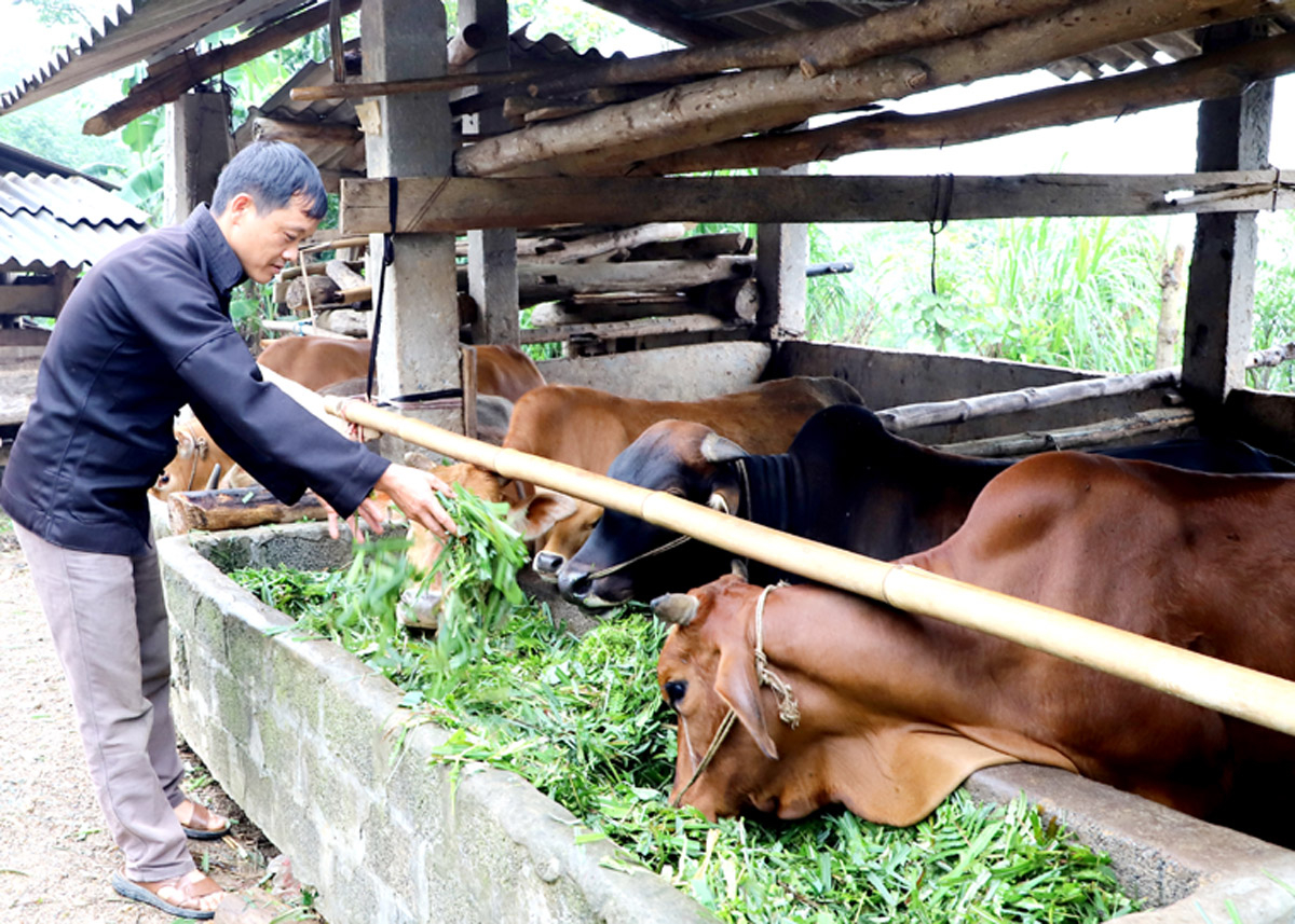 Anh Hầu Mí Xay, thôn Bản Bó, xã Yên Định (Bắc Mê) chăn nuôi theo chuỗi giá trị gắn với tiêu thụ sản phẩm.  