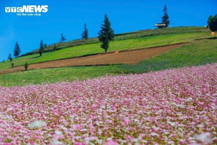 Hoa tam giác mạch nở thành chùm, cánh chụm lại hình chóp nón.