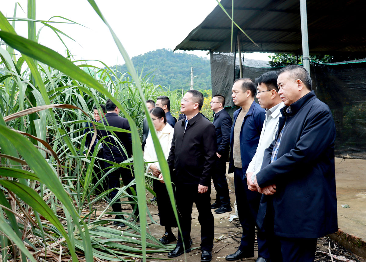 Lãnh đạo Ban Tổ chức Tỉnh ủy Hà Giang và Ban Tổ chức Thành ủy Bách Sắc tham quan mô hình trồng mía tại xã Phong Quang (Vị Xuyên).