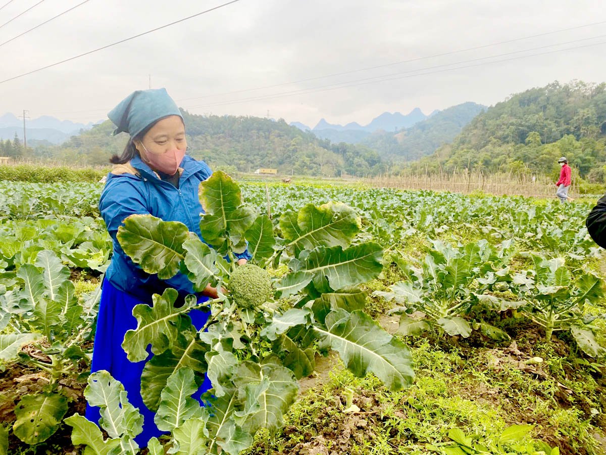 Người dân xã Phương Độ trồng đa dạng các loại rau đậu vụ Đông.