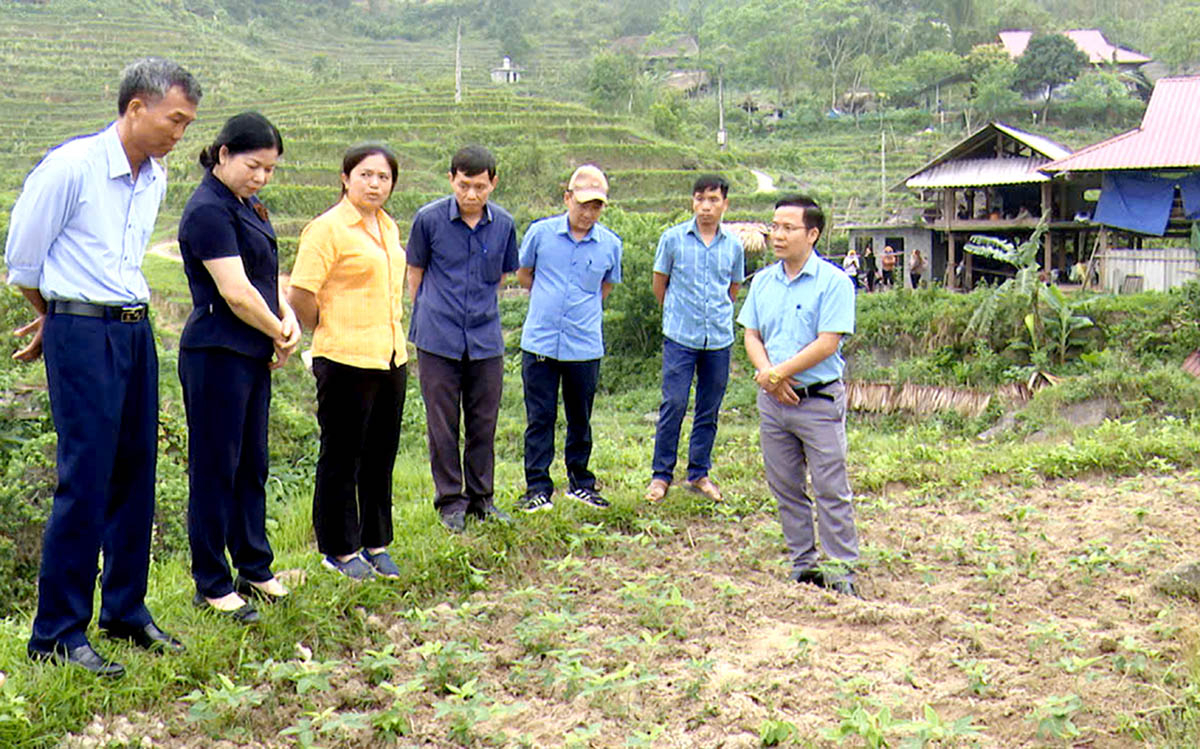 Bí thư Thành ủy Chúng Thị Chiên thăm mô hình cây vụ Đông tại xã Phương Độ.
