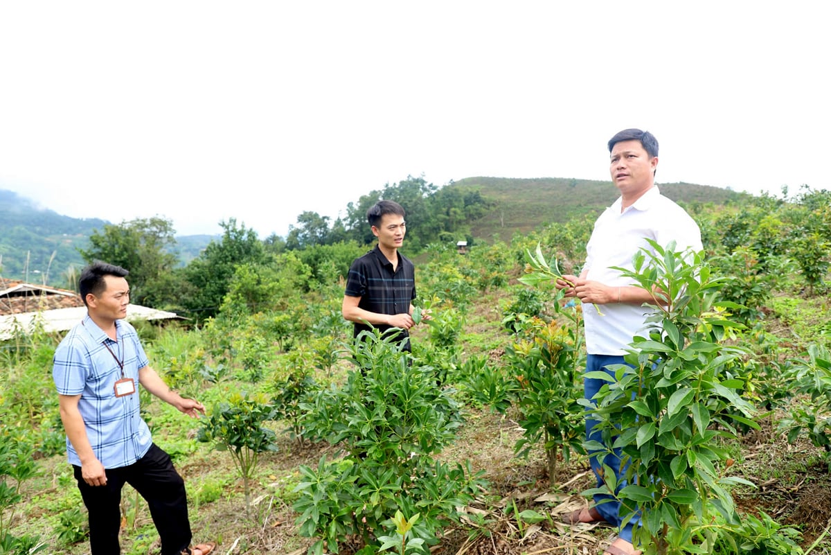 Sản phẩm Hồi Yên Minh được cấp giấy chứng nhận nhãn hiệu sản phẩm.                                                                                       Ảnh: DUY TUẤN