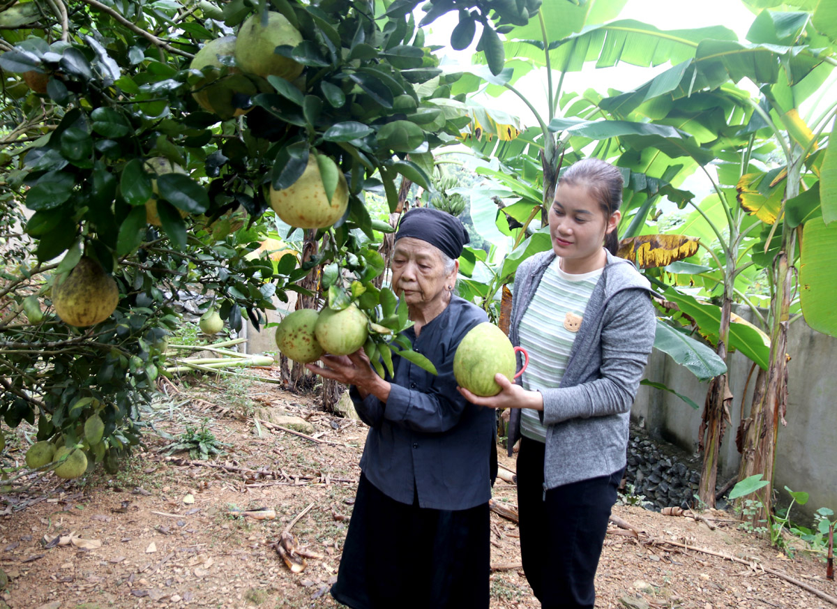 Đảng viên Nguyễn Thị Tảnh (trái), xã Phương Thiện (thành phố Hà Giang) nêu gương sáng trong phát triển kinh tế. 