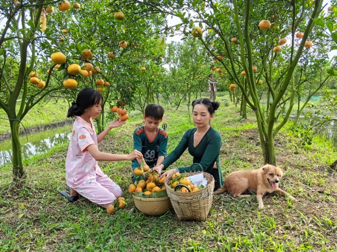 Khách trải nghiệm hái quýt tại vườn quýt hồng Lai Vung, hôm 21/1. Ảnh: Trần Phương