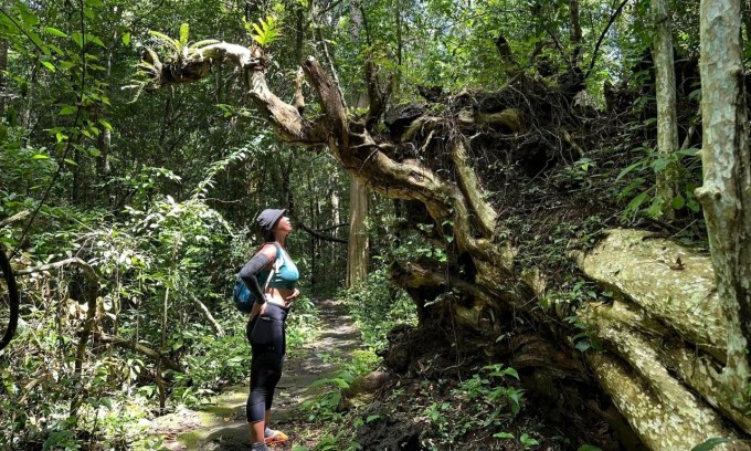 Du khách trekking trong rừng Nam Cát Tiên. Ảnh: Lê Ngọc Quế Chi