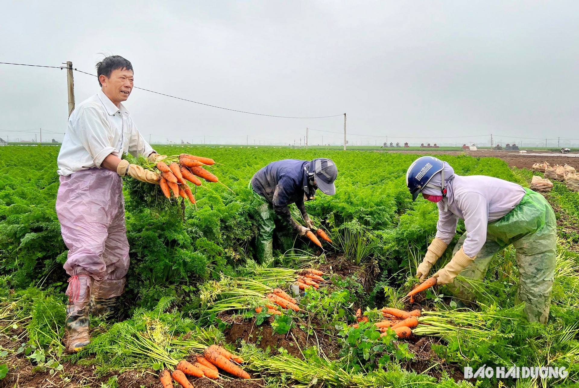 1ca-rot-duc-chinh-1.jpg