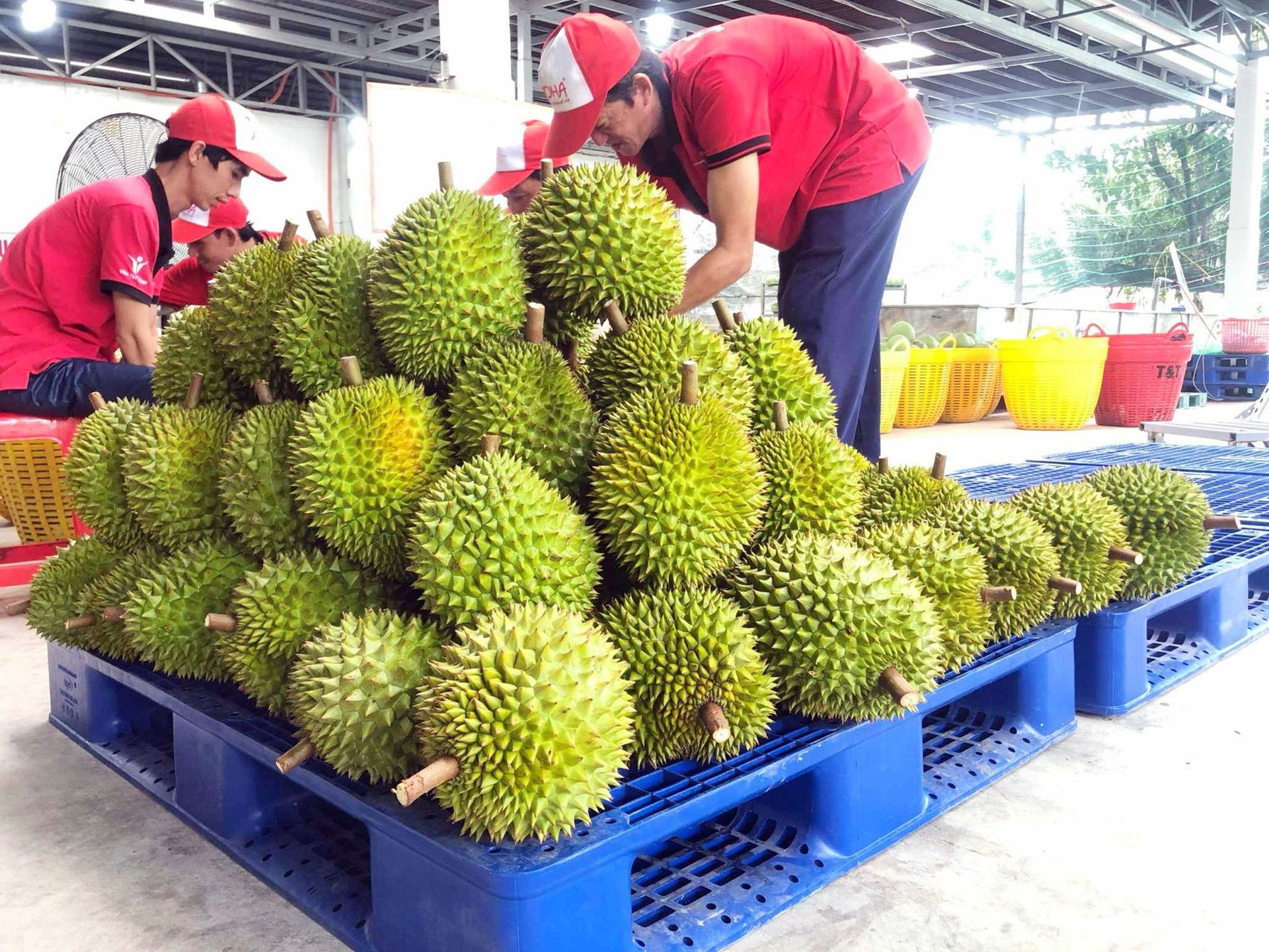 Trong mặt hàng rau quả xuất khẩu, sầu riêng VN có “ngôi vương” trong đóng góp về kim ngạch cũng như giá trị xuất khẩu - Ảnh: L.T.