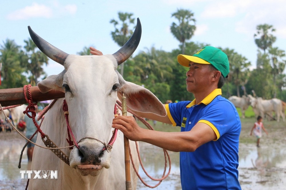 ttxvn-hoi_dua_bo_bay_nui_an_giang (2).jpg