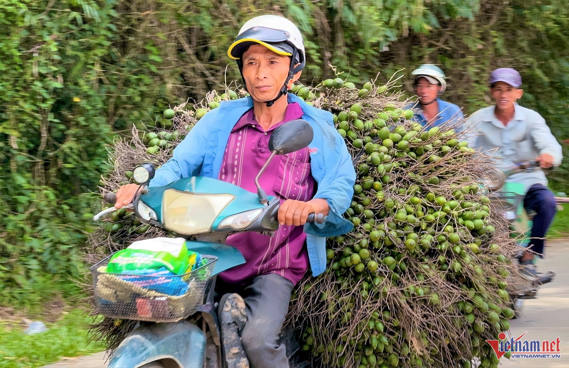 Thương lái khắp nơi đổ về các làng quê của Quảng Nam, Quảng Ngãi thu mua cau tươi