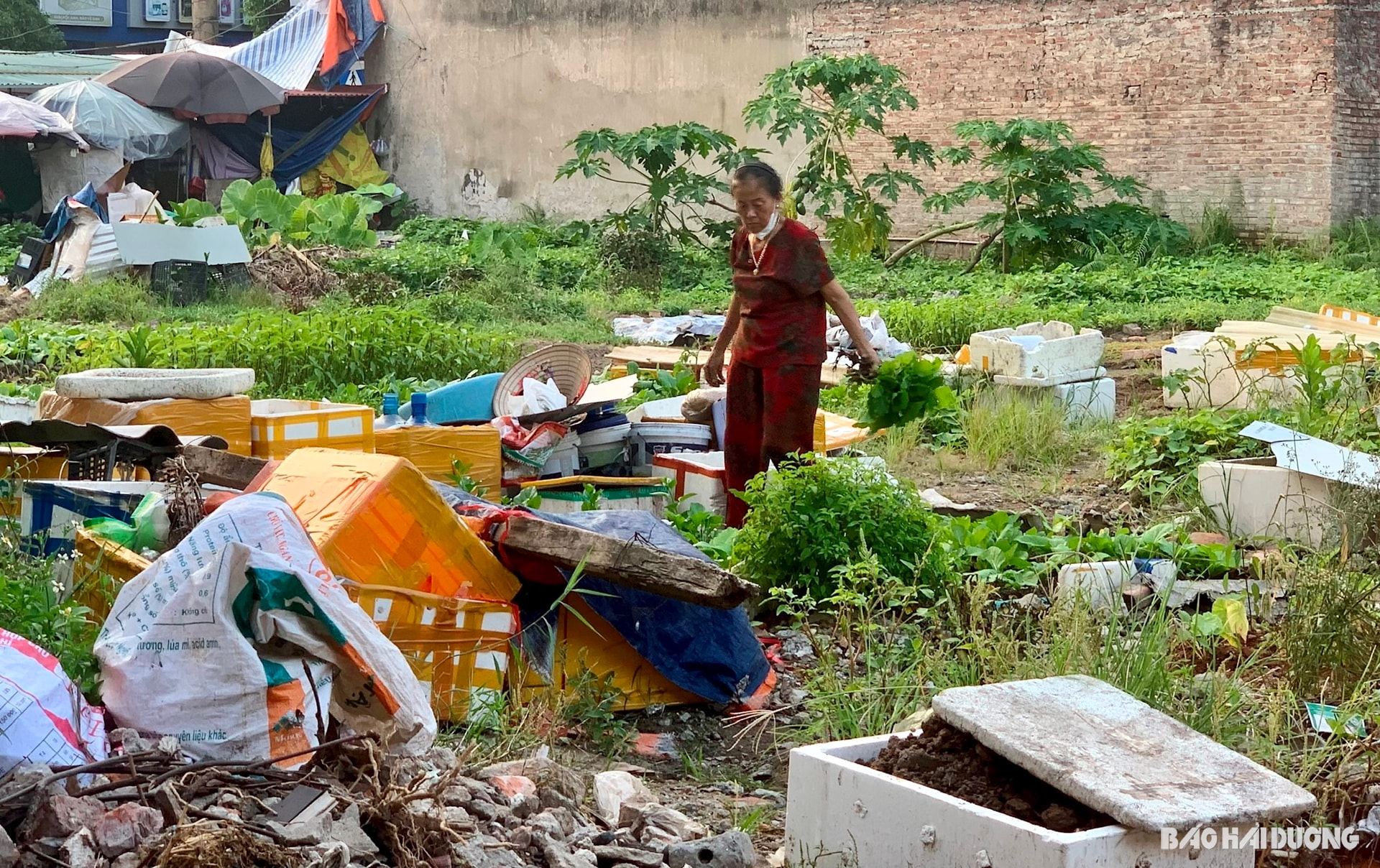 Khu đất chợ Chi Lăng, phường Nguyễn Trãi đã được thu hồi chờ đấu giá đang bỏ hoang, người dân trồng rau và tập kết rác thải trông nhếch nhác