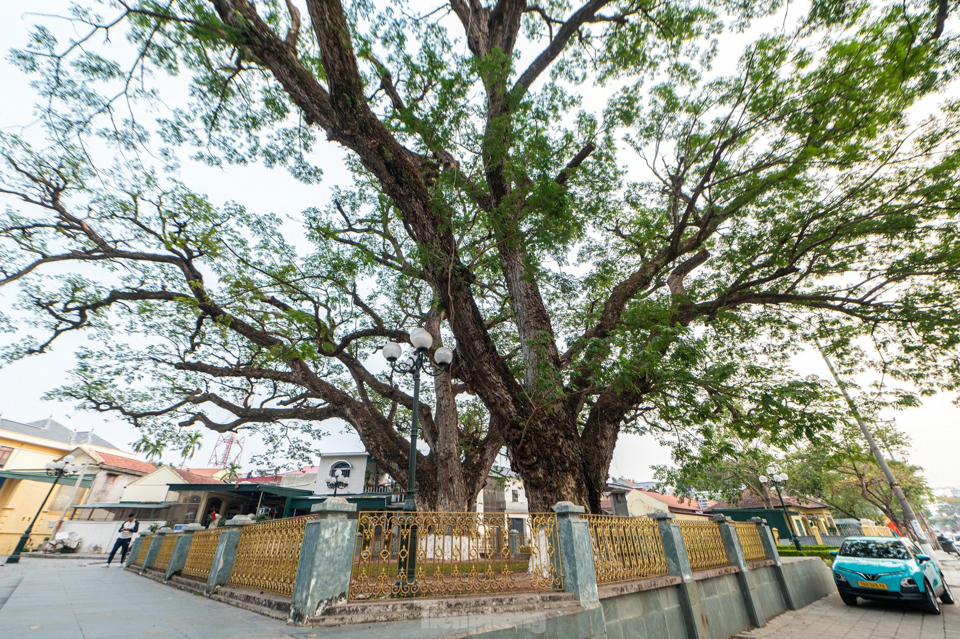 Hai cây lim hơn 700 tuổi, chứng tích chiến thắng Bạch Đằng tại Quảng Yên ảnh 2