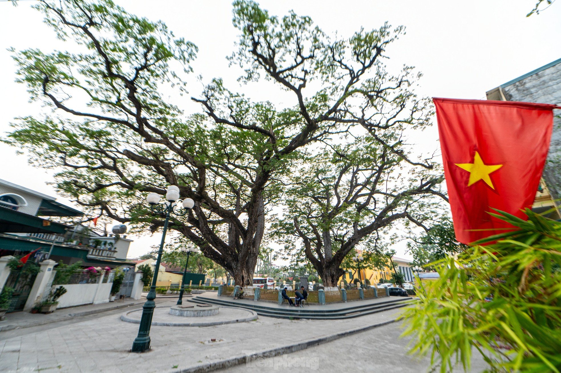 Hai cây lim hơn 700 tuổi, chứng tích chiến thắng Bạch Đằng tại Quảng Yên ảnh 22