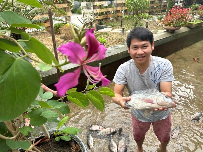 Không gian sống của gia đình Trọng Tấn có một chiếc ao lớn, gồm các loại cá rô phi, chép, lớn nhanh và sinh sản tự nhiên. Ảnh: Nhân vật cung cấp