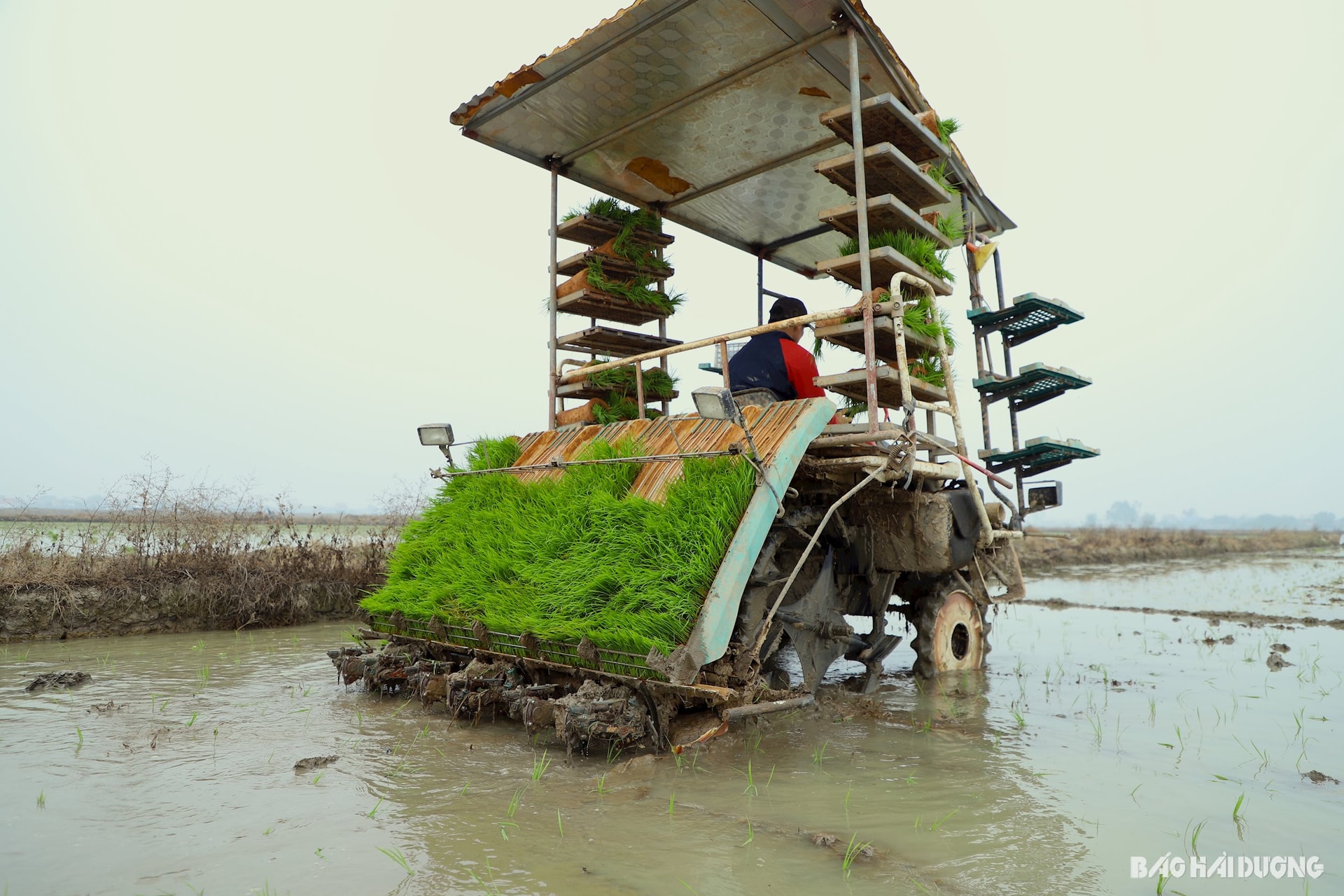 Nhiềumá