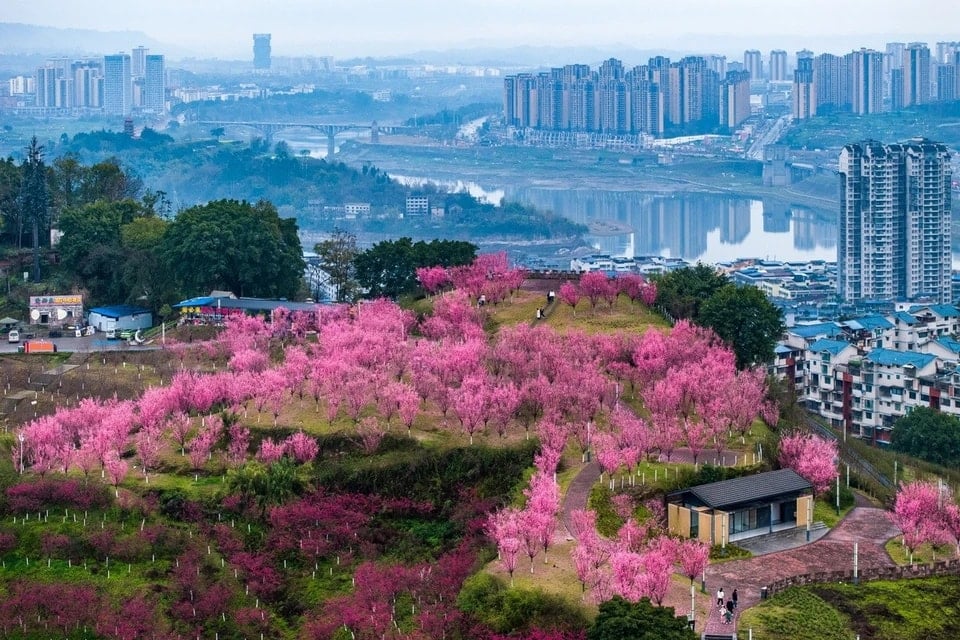 Mỗi dịp xuân về, hoa mận đua nhau khoe sắc tại Trung Quốc, tạo nên khung cảnh thơ mộng và thanh bình. Trong ảnh là một góc rực rỡ của mùa hoa mận ở tỉnh Tứ Xuyên, Trung Quốc. (Nguồn: THX/TTXVN)