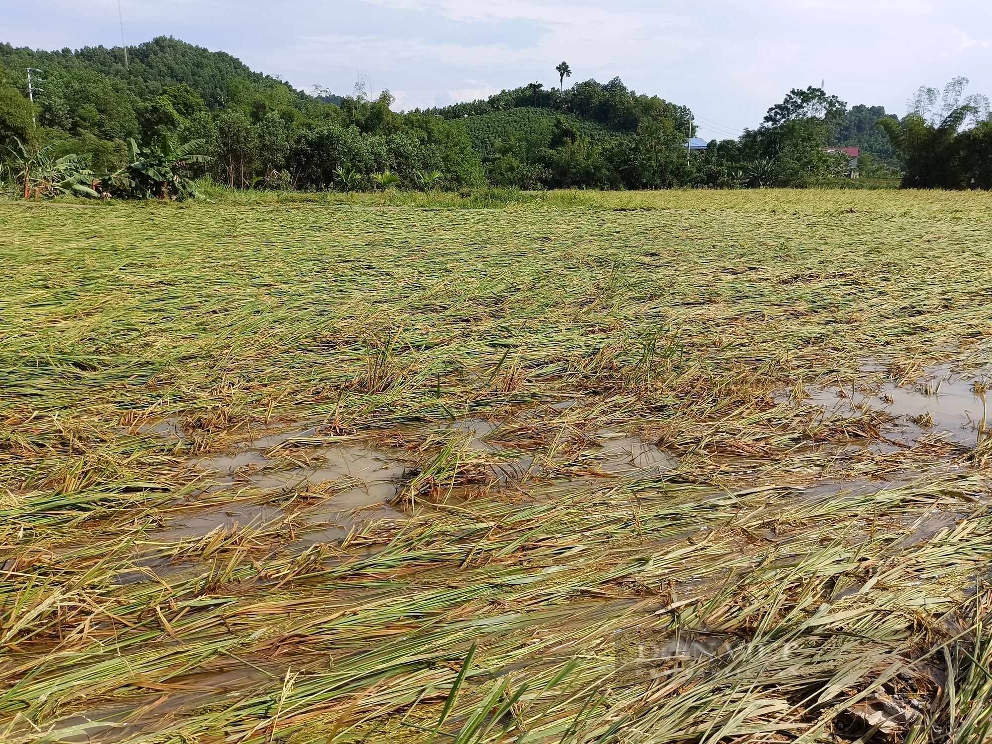 Nông dân gượng dậy thế nào sau bão Yagi: Trang trại 