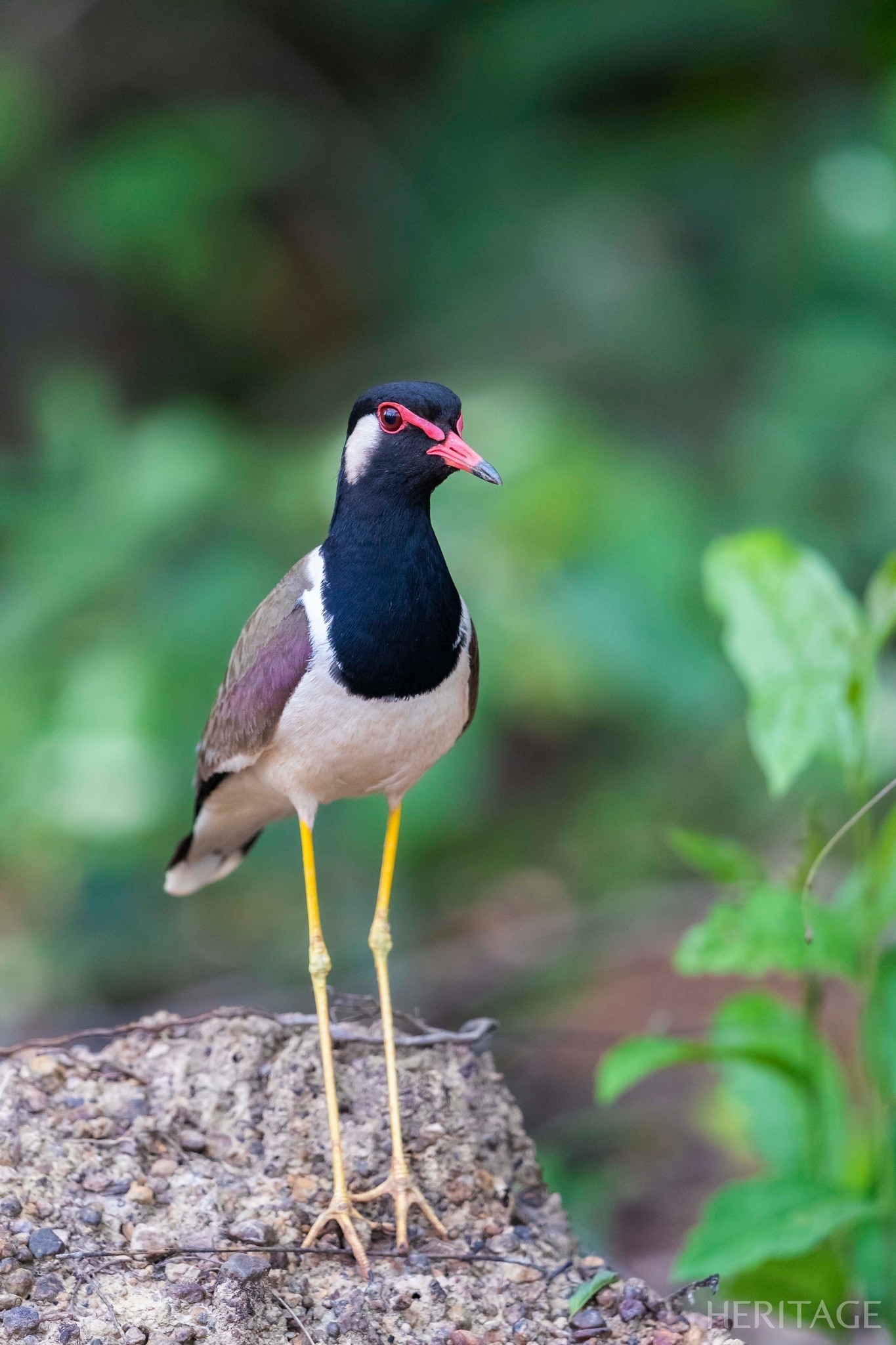 Có thể là hình ảnh về chim American purple gallinule