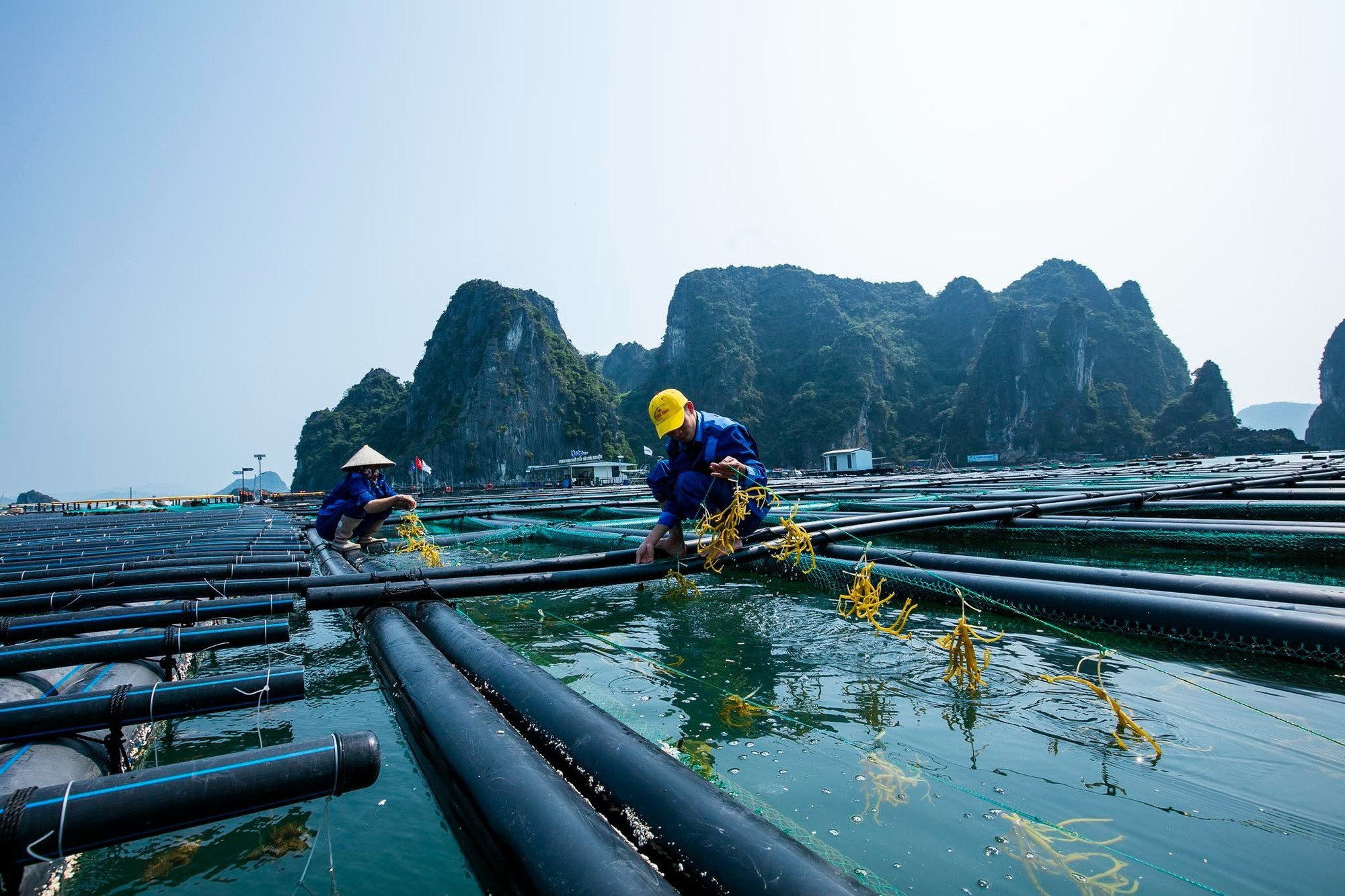 Rong biển giá trị thế nào mà nhiều quốc gia 