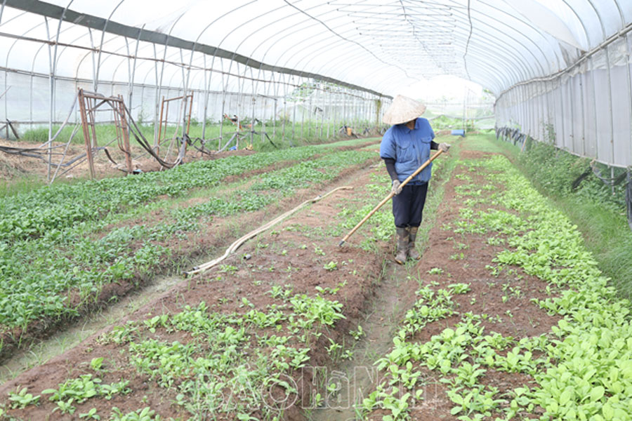 Phát triển các mô hình sản xuất rau củ quả sạch