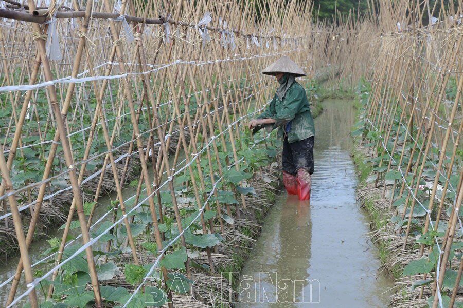 Liên kết sản xuất và tiêu thụ sản phẩm vụ đông hàng hóa